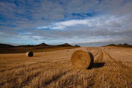 Bales of straw on a farm field..