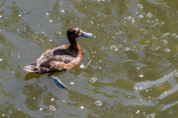 Tufted Duck (Aythya fuligula) female on lake