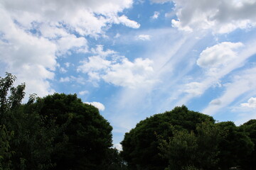 Obraz premium clouds over the forest