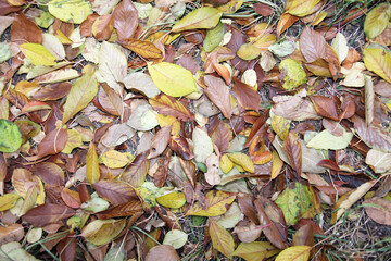 Fall gold yellow leaves background
