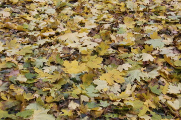 Fall gold yellow leaves background