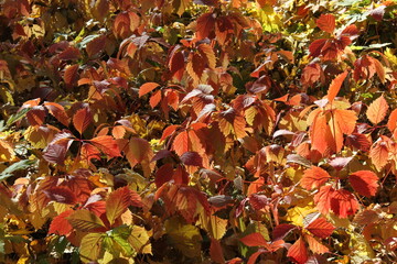 Fall gold yellow leaves background