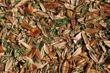 Fall gold yellow leaves background