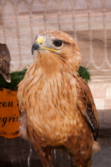 Peregrine falcon