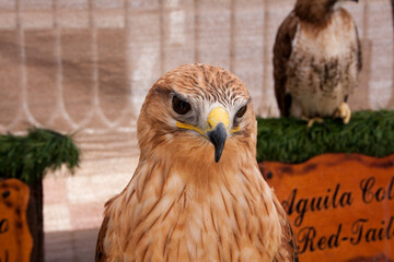 Peregrine falcon