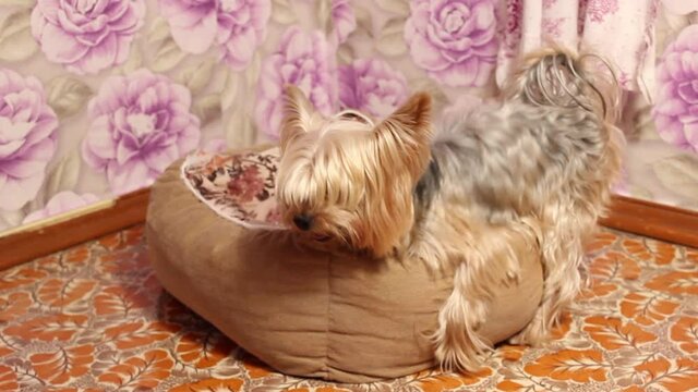 A dog has sex with its bed. A tired dog. Shaggy Yorkshire Terrier. Selective shot.