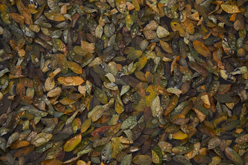 Wet autumn leaves in puddle with water drops. Autumn background