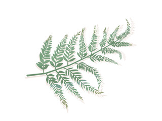 Vector illustration of fern leaf isolated on white background. Concept of tropical plants, trees