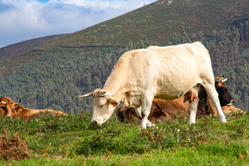 Vaca pastando y descansando en una pradera de Galicia
