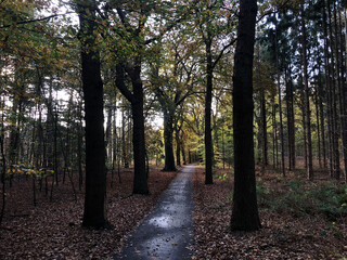 Obraz premium Autumn forest around Oranjewoud