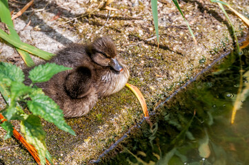 Tufted Duck (Aythya fuligula) ducklings on lake