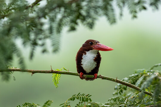 White throated or breasted kingfisher bird portrait in natural green background during monsoon season at keoladeo national park or bharatpur bird sanctuary rajasthan india - halcyon smyrnensis