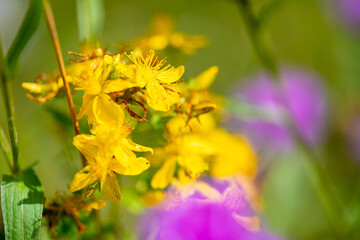 Macro image of a yellow flower, Wintercress Barbarea vulgaris with fuzzy background in pink and...