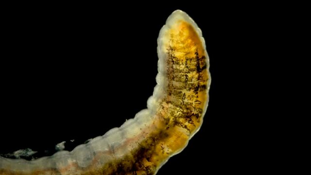 Worm of the Lumbriculidae family under a microscope, class Clitellata. Oligochaeta specimen found at Lake Baikal. front of the body
