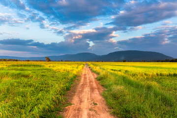 Road Through Rice Farm