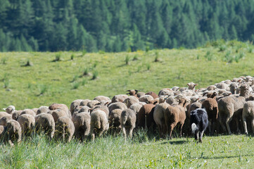 Obraz premium Flock of sheep, italian alps, Italy.