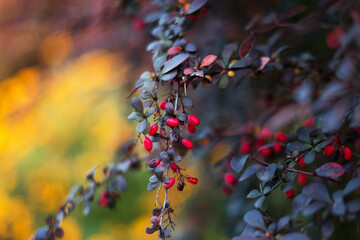 Red barberries on the bush in the garden. Branch with fresh ripe berries natural autumn background. Berberis Vulgaris or thunbergii, Berberis Coronita. Colorful autumn season background