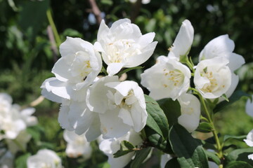 
White fragrant flowers bloomed on a jasmine bush in a summer garden
