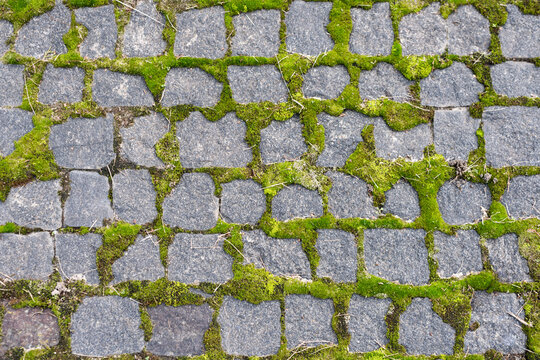 Cobblestoned pavement, green moss between brick background. Old stone pavement texture. Cobbles closeup with green grass in the seams. Stone paved walkway in old town.