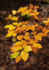 Farbiges Rotbuchenlaub (Fagus sylvatica) im Herbst / Buchenblatt / Herbstwald (in BaWü, Deutschland) || European beech / common beech foliage