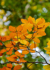 Farbiges Rotbuchenlaub (Fagus sylvatica) im Herbst / Buchenblatt / Herbstwald (in BaWü, Deutschland) Zweig Ast || European beech / common beech foliage