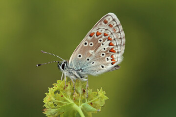 Multi-eyed forest butterfly / Polyommatus artaxerxes