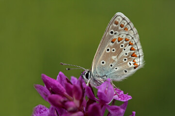 Fototapeta na wymiar Multi-eyed forest butterfly / Polyommatus artaxerxes