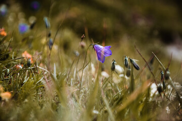 Fiore nascosto