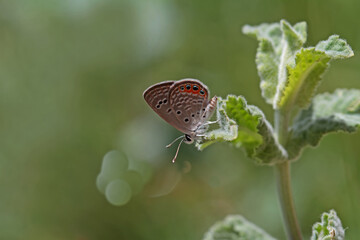 Jewel Butterfly / Chilades trochylus