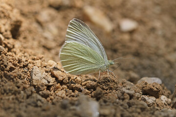 Great White angel butterfly / Pieris brassicae