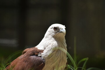 portrait of a eagle