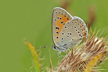 Little Fire butterfly / Lycaena thersamon