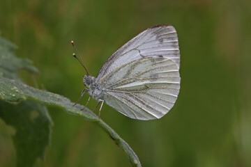 False white angel butterfly / Pieris pseudorapae