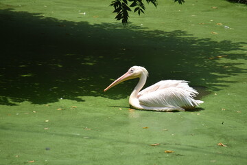pelican on the grass