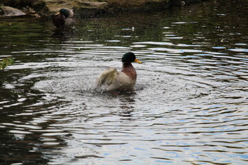 duck in water