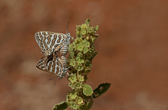 Devilish Butterfly / Cigaritis Acamas