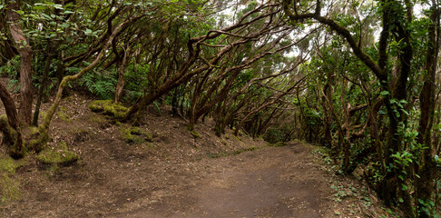 Anaga Gebirge, Teneriffa, Kanarische Inseln - Wanderweg durch den Lorbeerwald bei typischer starker...