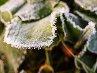 Winter scene. Green leafs covered with frost. Selective focus. Nobody. Cold season concept.