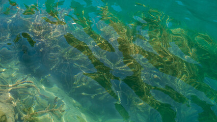 Fototapeta na wymiar Surface of a lake with fishes and alga 
