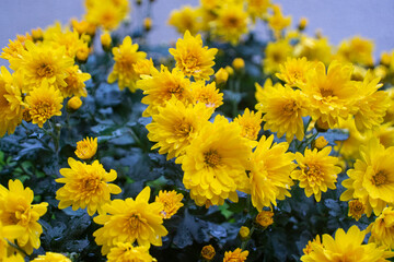 Flores de jardín, margaritas