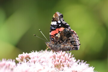Schmetterling