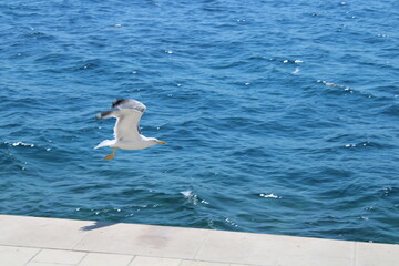 seagull in flight