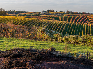 Weinberge im Herbst