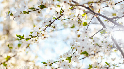 Beautiful branch with white flowers over blurred blossoming background on sunny spring day, small depth of focus. Tree blooming in spring.