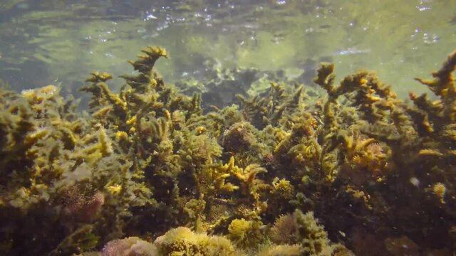 Algae cover against the background of a breaking wave (littoral zone): Alga Parda (Cystoseira mediterranea).