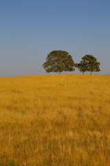 Fototapeta premium yellow field at the sunset light