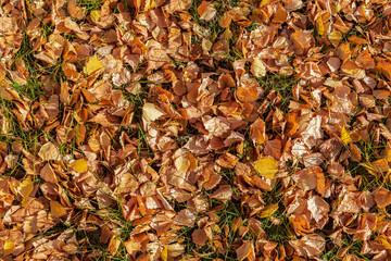 Texture of yellow fallen leaves that lie on the ground