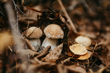 mushrooms in the forest