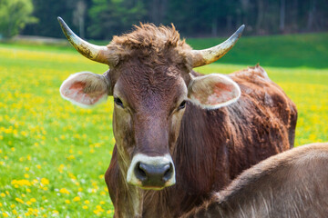 Kuh - Allgäu - Braunvieh - Hörner - Blumen - Frühling