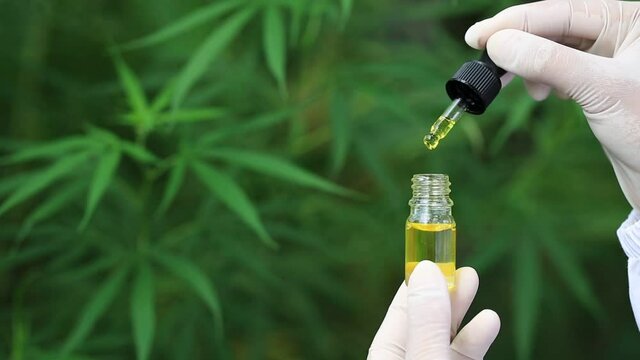 Droplet hemp oil into a glass bottle, CBD Hemp oil, Concept of herbal alternative medicine.Scientific research. 
